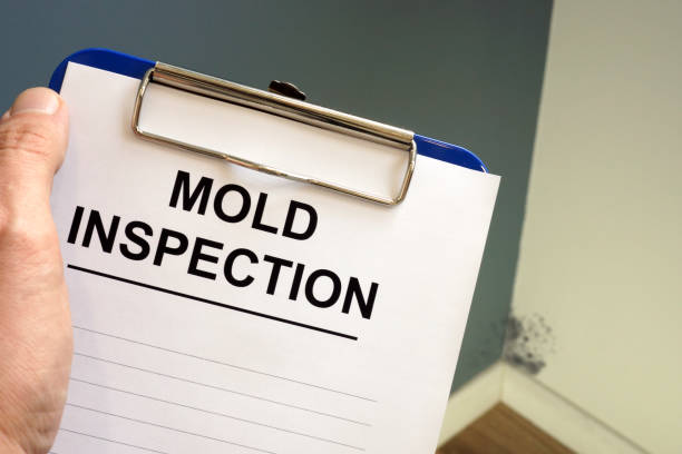 Best Water Damage & Mold Remediation  in Greenvle, IL